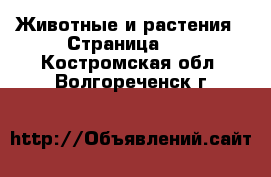  Животные и растения - Страница 30 . Костромская обл.,Волгореченск г.